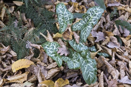 Italian arum (Arum italicum Pictum), Emsland, Lower Saxony, Germany