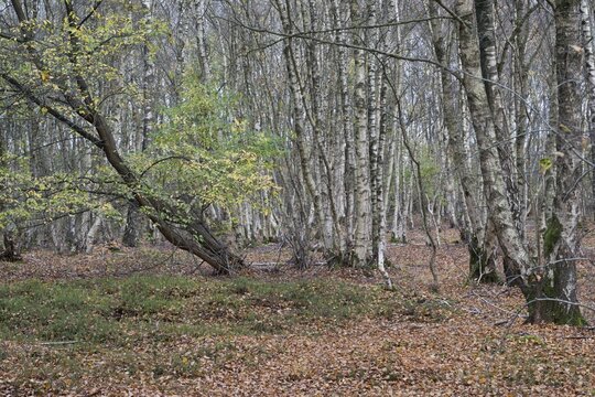Warty birch (Betula pendula), Emsland, Lower Saxony, Germany