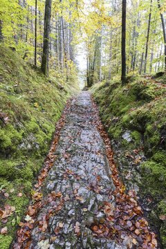 Celtic road, Roman road, Rottweg, historic track road near Klais, Werdenfelser Land, Upper Bavaria, Bavaria, Germany