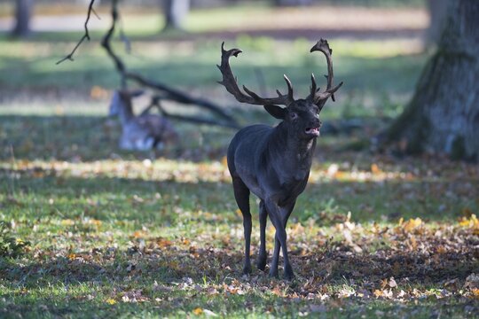 Fallow deer (Dama dama), Lower Saxony, Germany
