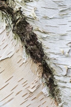 Himalayan birch (Betula utilis jaquemontii), bark, Hanover, Lower Saxony, Germany