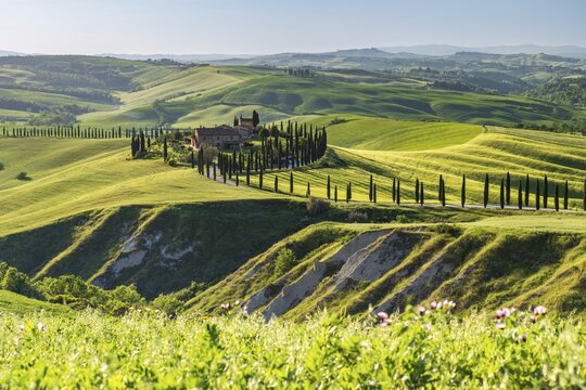 Country estate Agriturismo Baccoleno with cypress (Cupressus) avenue, Asciano, Crete Senesi, Siena, Tuscany, Italy