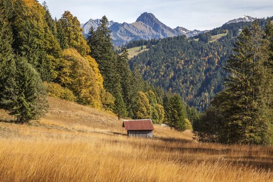 Autumn forest, autumn landscape below the Engenkopf, H&ouml;fats at the back, near Oberstdorf, Allg&auml;u Alps, Upper Allg&auml;u, Allg&auml;u, Bavaria, Germany