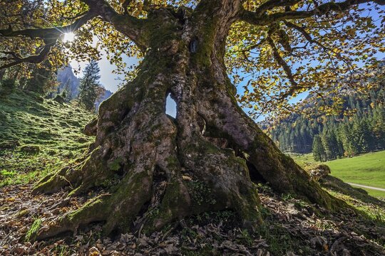 Sycamore maple (Acer pseudoplatanus) in autumn foliage, near Breitengehren-Alpe, Rappenalptal, autumn atmosphere, near Oberstdorf, Oberallg&auml;u, Allg&auml;u, Bavaria, Germany