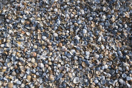 Mussels on the beach, Zeeland Province, Netherlands