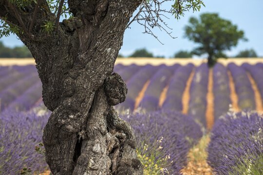 Trees in a lavender field, flowering true lavender (Lavandula angustifolia), near Puimoisson, Plateau de Valensole, Provence, Provence-Alpes-Cote d Azur, Southern France, France