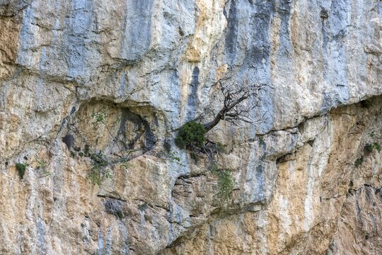 Mountain pine (Pinus mugo) growing in rock face, Trevans gorge, Gorges de Tr&eacute;vans, near Estoublon, Alpes-de-Haute-Provence, Provence, France
