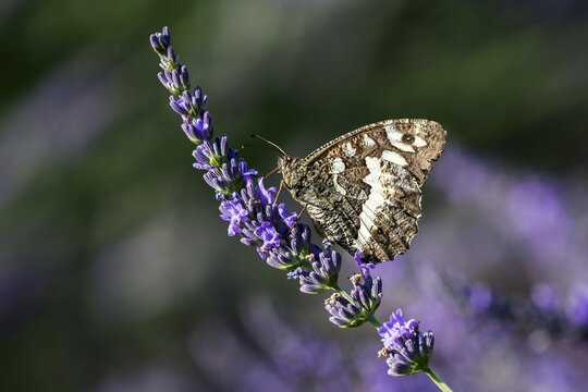 Great banded grayling (Brintesia circe), sitting on lavender flower, Provence, France