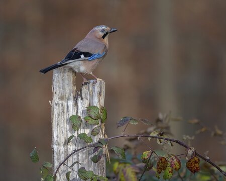 Eurasian jay (Garrulus glandarius), on pasture pole, biosphere area, Swabian Alb, Baden-W&uuml;rttemberg, Germany