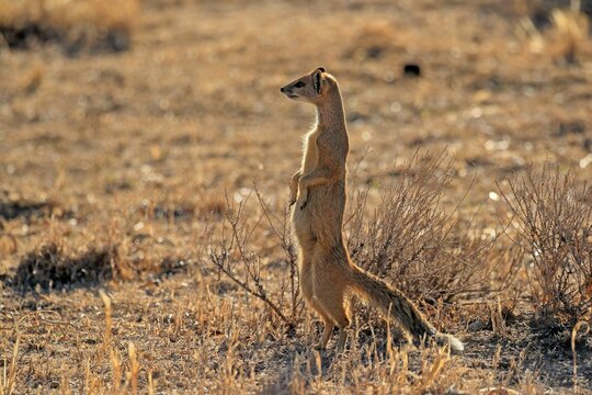 Yellow mongoose (Cynictis penicillata), adult standing upright, alert, Mountain Zebra National Park, Eastern Cape, South Africa