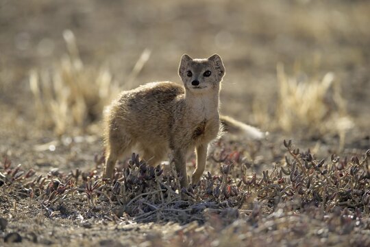 Yellow mongoose (Cynictis penicillata), adult, alert, Mountain Zebra National Park, Eastern Cape, South Africa
