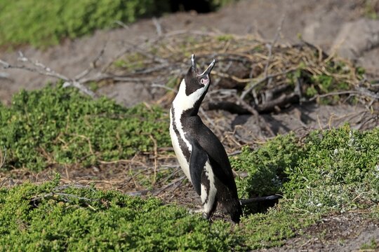 African penguin (Spheniscus demersus), adult, on land, calling, mating, Betty's Bay, Stony Point Nature Reserve, Western Cape, South Africa