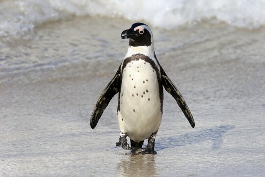 African penguin (Spheniscus demersus), adult, on the beach, coming out of the water, running, Boulders Beach, Simonstown, Western Cape, South Africa