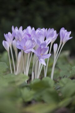 Meadow saffron (Colchicum autumnale), Emsland, Lower Saxony, Germany