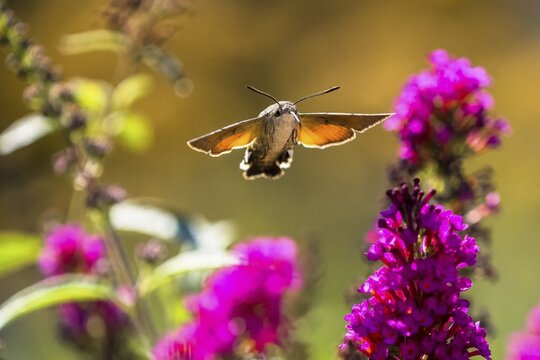 Hummingbird hawk-moth (Macroglossum stellatarum), flying, approaching the flower of the butterfly-bush (Buddleja davidii), Hesse, Germany