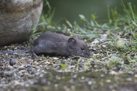 Bank vole (Myodes glareolus), Emsland, Lower Saxony, Germany