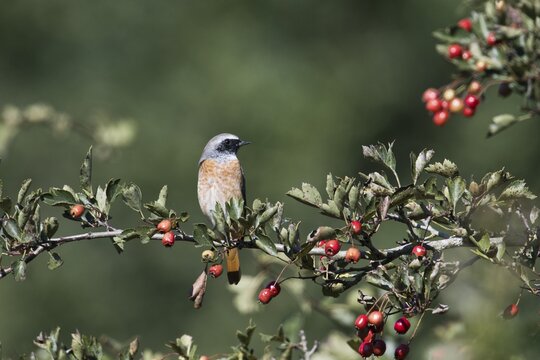Common redstart (Phoenicurus phoenicurus), Emsland, Lower Saxony, Germany