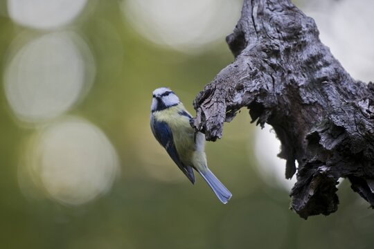 Blue Tit (Parus caerulea), Emsland, Lower Saxony, Germany