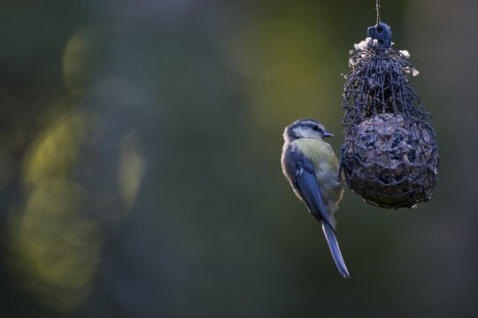 Blue tit (Parus caerulea) at the tit dumpling, Emsland, Lower Saxony, Germany