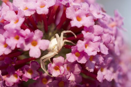 Goldenrod crab spider (Misumena vatia) waiting for (Buddleja davidii), Hesse, Germany