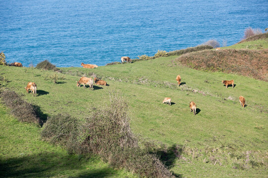 Cows on the coast of Llanes, Bos primigenius taurus, Asturias, Spain, Europe