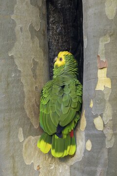 Yellow-headed Amazon (Amazona oratrix belizensis), inspecting breeding cavity in a plane tree, Stuttgart, Baden-W&uuml;rttemberg, Germany