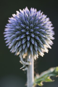 Small globe thistle (Echinops ritro), Emsland, Lower Saxony, Germany