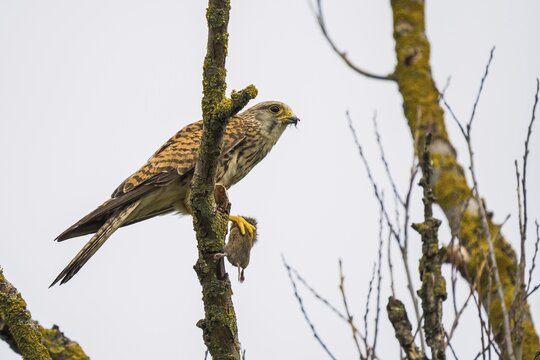 Common kestrel (Falco tinnunculus), female, with captured mouse, Hesse, Germany