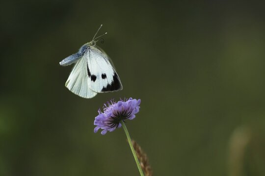Cabbage butterfly (Pieris brassicae) approaching widow's-eye, Hesse, Germany