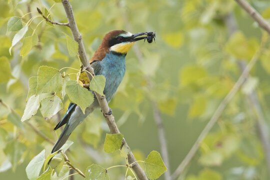 European bee-eater (Merops apiaster), Rhineland-Palatinate, Germany