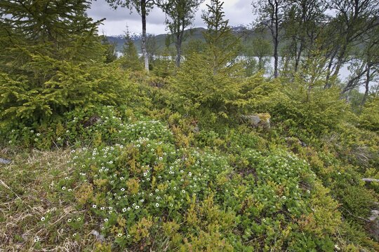 Swedish dogwood (Cornus suecica), Kvaloya, Norway