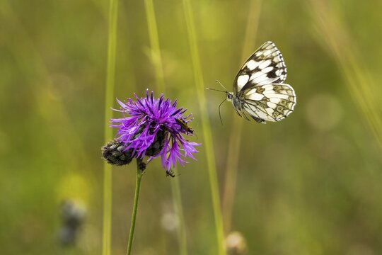 Checkered butterfly (Melanargia galathea) approaching brown knapweed (Centaurea jacea), Hesse, Germany