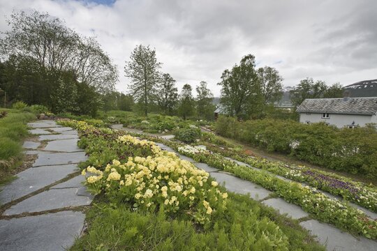 Tromso Arctic-Alpine Botanical Garden, Norway, Primula Flower (Primula)