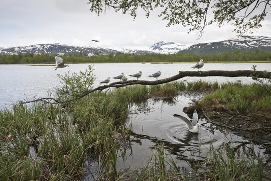 Common gulls (Larus canus), Tromso, Norway