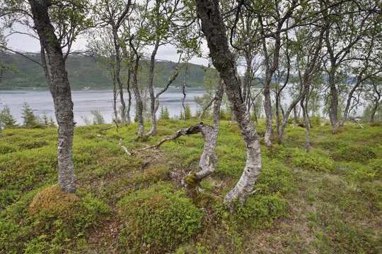 Birch (Betula pendula) forest, Lofoten, Norway