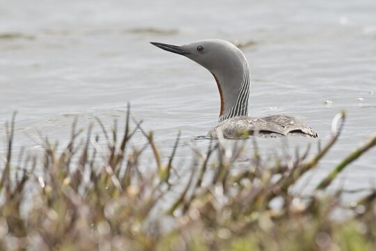 Red-throated diver (Gavia stellata), Tromso, Norway