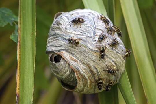 Wasps (Vespinae) sitting on wasp nest, Baden-W&uuml;rttemberg, Germany