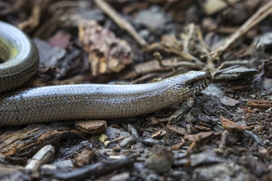 Slow worm (Anguis fragilis), Baden-W&uuml;rttemberg, Germany