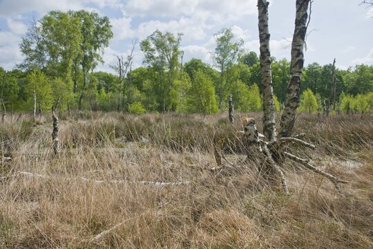 Moorland with birch trees (Betula pendula), Emsland, Lower Saxony, Germany
