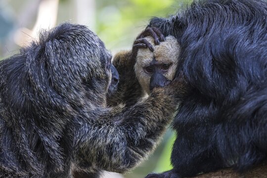 White-faced saki (Pithecia pithecia) or Blasskopfsaki, grooming, left female, right male, captive, Zoologischer Stadtgarten, Karlsruhe, Baden-W&uuml;rttemberg, Germany