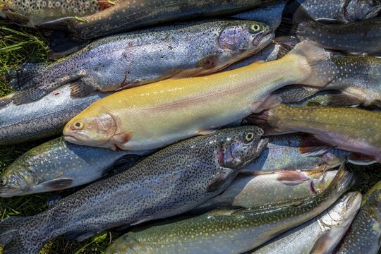 Many caught trout lie in the grass, different species of trout, edible fish