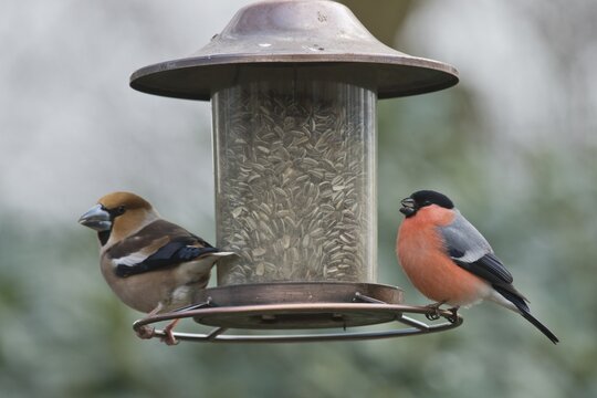 Eurasian bullfinch (Pyrrhula pyrrhula) and Hawfinch (Coccothraustes coccothraustes) at the feeder, Emsland, Lower Saxony, Germany