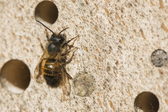 Hornfaced bee (Osmia cornuta), Emsland, Lower Saxony, Germany