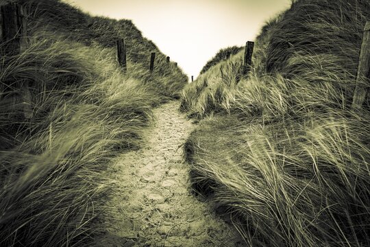 Sand path with dune grass and fence, Sylt West beach, List, Sylt Island, Germany
