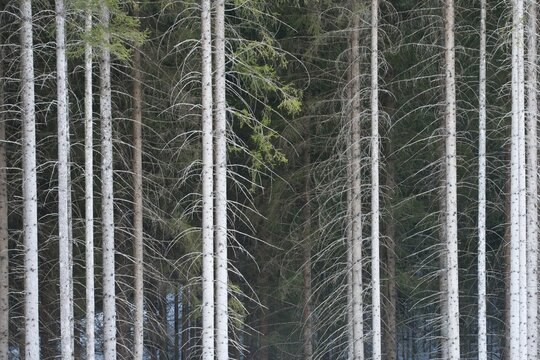 European spruce (Picea abies), Tyrol, Austria