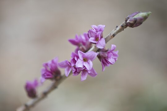 Mezereon (Daphne mezereum), Tyrol, Austria