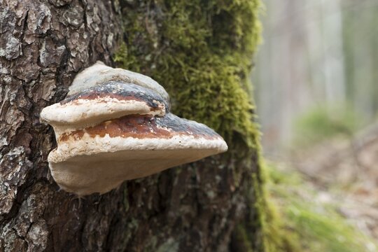 Red banded polypore (Red Banded Polypore), Tyrol, Austria