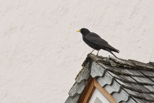 Alpine chough (Pyrrhocorax graculus), Tyrol, Austria