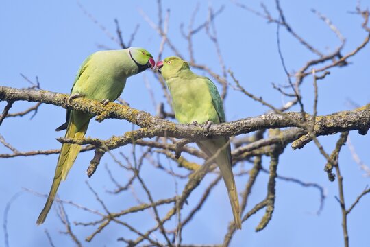 Rose-ringed parakeets (Psittacula krameri), Rhineland-Palatinate, Germany
