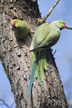 Rose-ringed parakeets (Psittacula krameri), Rhineland-Palatinate, Germany